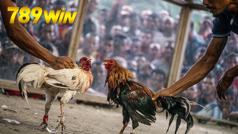 Hướng dẫn tham gia cá cược đá gà trên 789Win