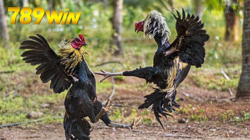 Hướng dẫn tham gia đá gà online trên 789win