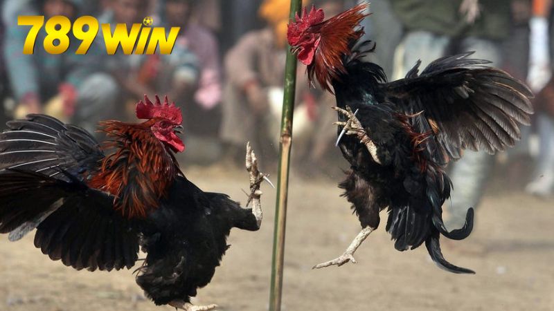 Hướng dẫn tham gia đá gà trực tiếp