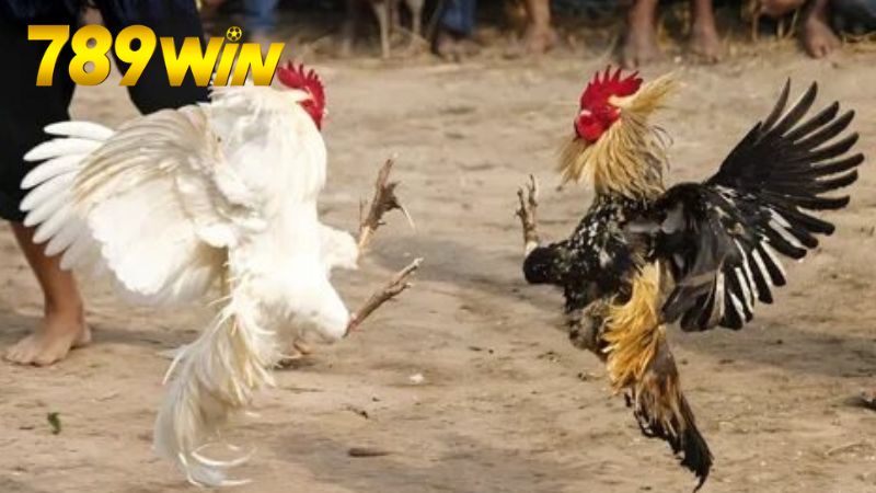 Mẹo và chiến lược chơi hiệu quả