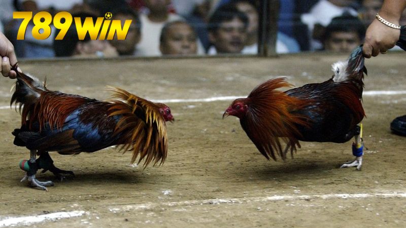 Lợi ích và rủi ro khi chơi