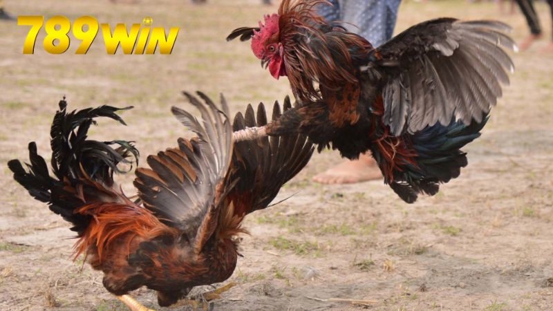 Giới thiệu về đá gà Campuchia