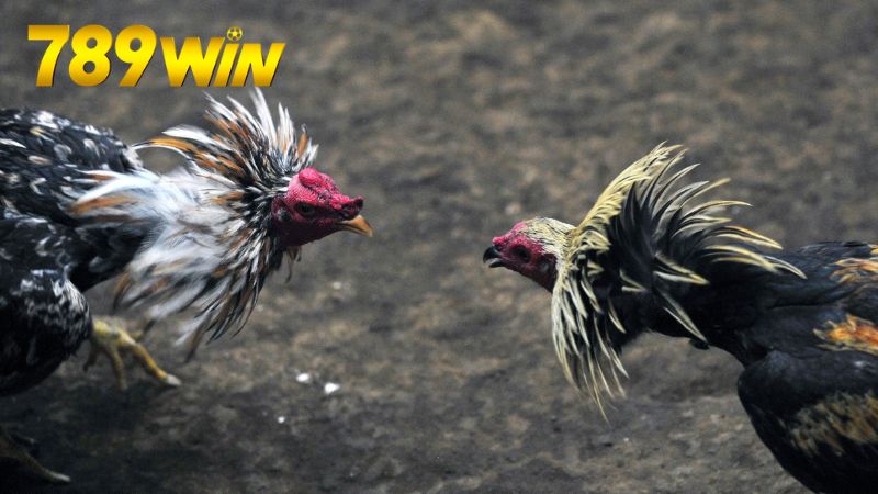 Những chiến thuật và mẹo khi cá cược đá gà