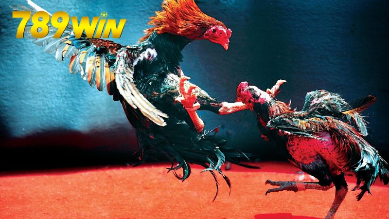 Cách xem trực tiếp đá gà Campuchia trên 789win