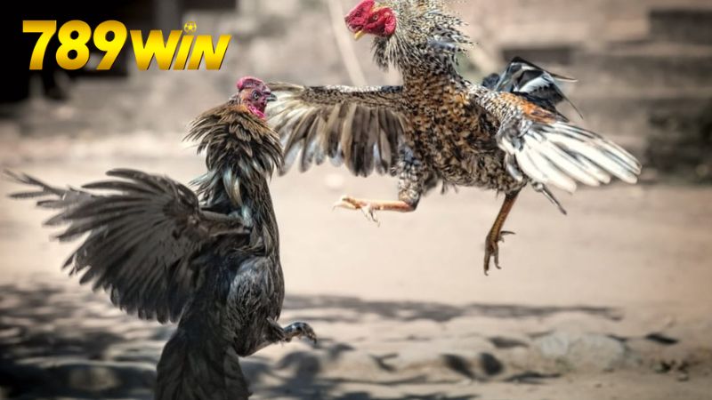 xem-da-ga-campuchia-789win